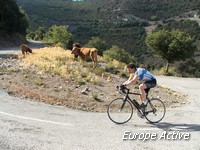 road bike corsica